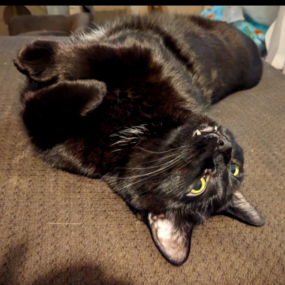 Meet your Posher, Ayrisen